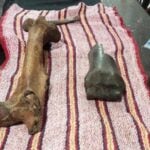 fossils from the Ice Age discovered in San Luis Potosí