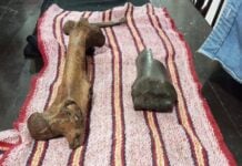 fossils from the Ice Age discovered in San Luis Potosí