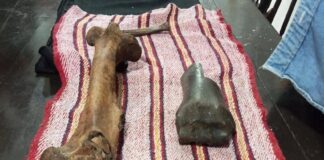 fossils from the Ice Age discovered in San Luis Potosí