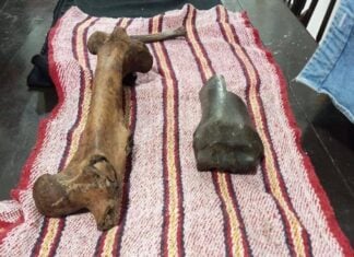 fossils from the Ice Age discovered in San Luis Potosí