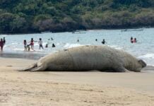 elephant seal on Nayarit beach