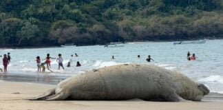 elephant seal on Nayarit beach