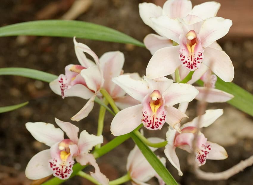 Cymbidium hybrid orchid
