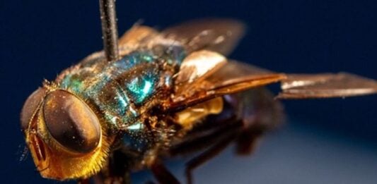 NWS fly