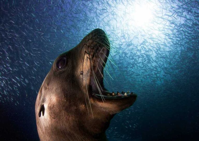The extraordinary wildlife photography of Alejandro Prieto - Mexico ...