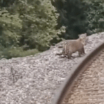 jaguars on the tracks
