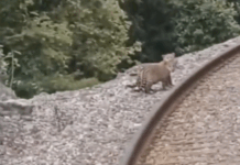 jaguars on the tracks