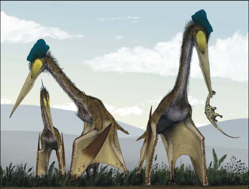 Quetzalcóatlus dinosaur