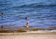 People bathing in the ocean with sargassum nearby