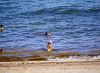 People bathing in the ocean with sargassum nearby