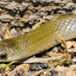new snake species