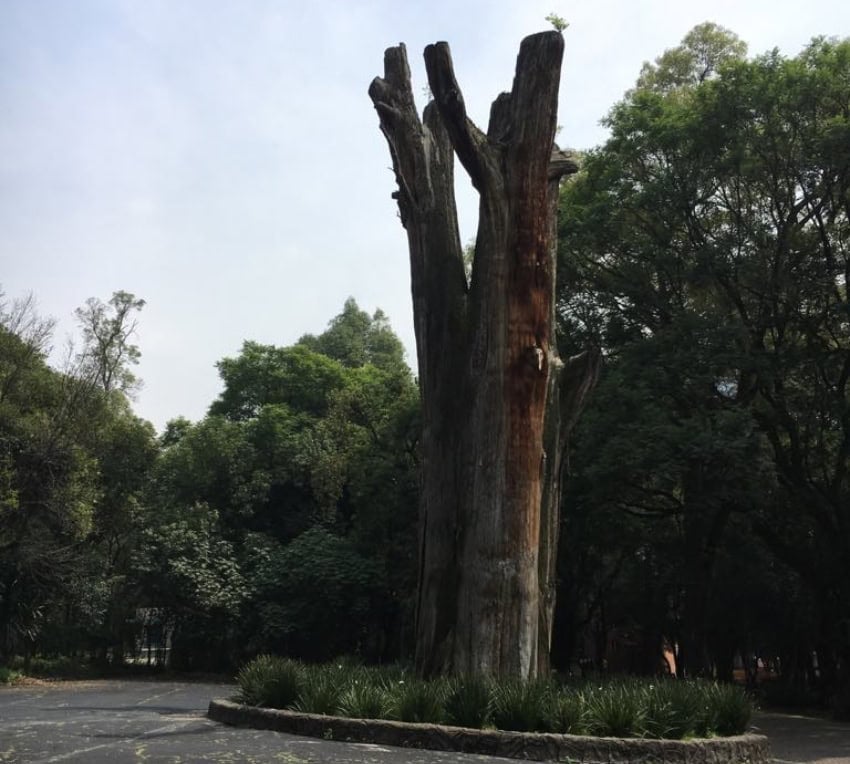 "El Sargento" in Chapultepec