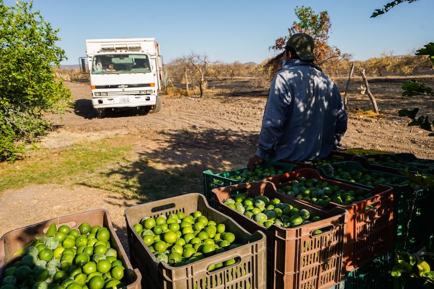 limes in the field