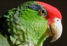 Red-crowned Amazon