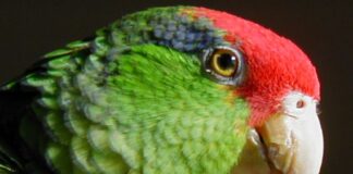 Red-crowned Amazon