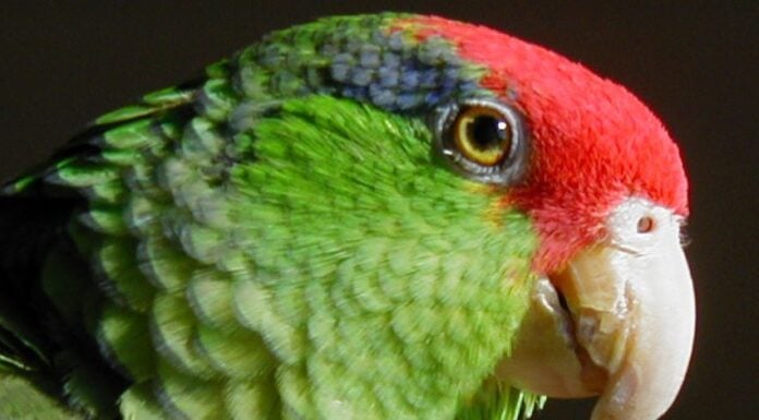Red-crowned Amazon