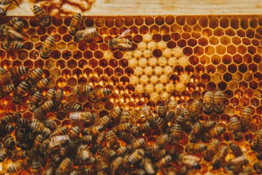 Flora Farms beehives