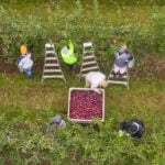 Aerial shot of 4 apple pickers