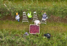 Aerial shot of 4 apple pickers