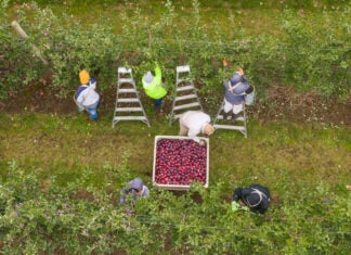 Aerial shot of 4 apple pickers