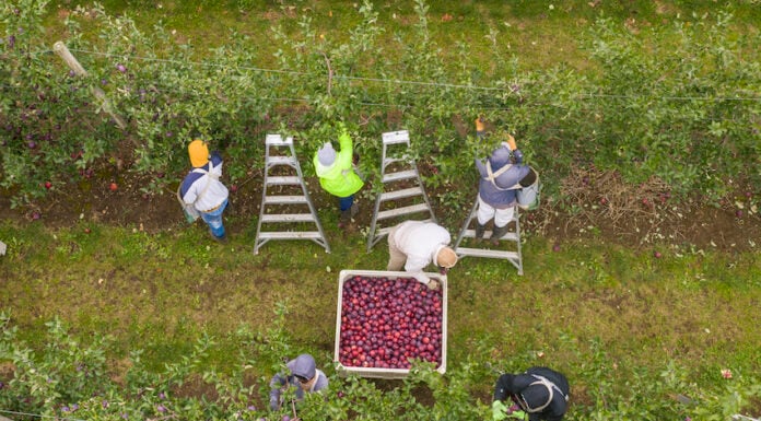 Aerial shot of 4 apple pickers