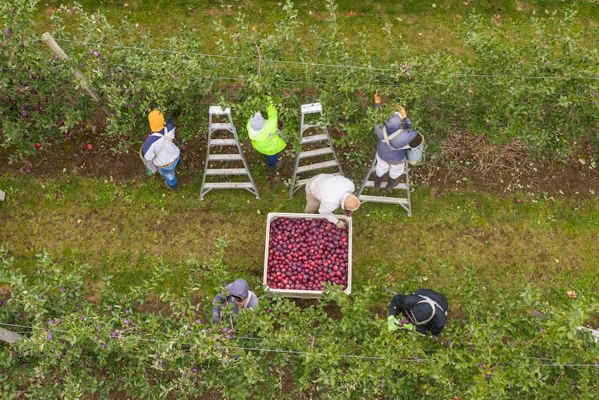 Opinion: Could Mexico make America great again? The bilateral agriculture relationship