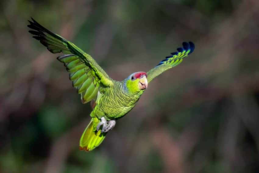 red-crowned Amazon in flight