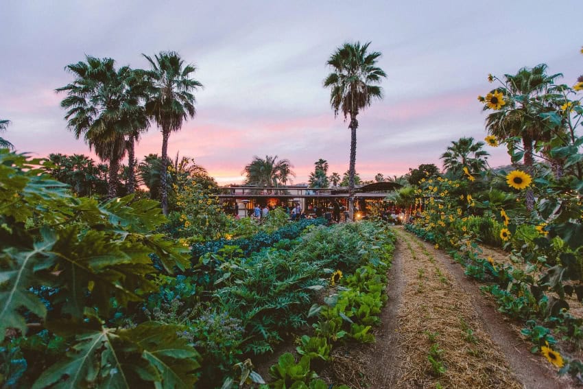 Why Flora Farms is Baja California Sur’s premier farm-to-table destination