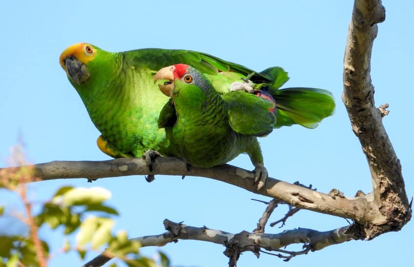 Amazon parrots in California