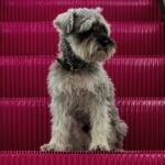 Andaz Mexico City Condesa pets