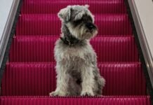 Andaz Mexico City Condesa pets