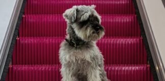 Andaz Mexico City Condesa pets