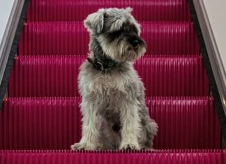 Andaz Mexico City Condesa pets