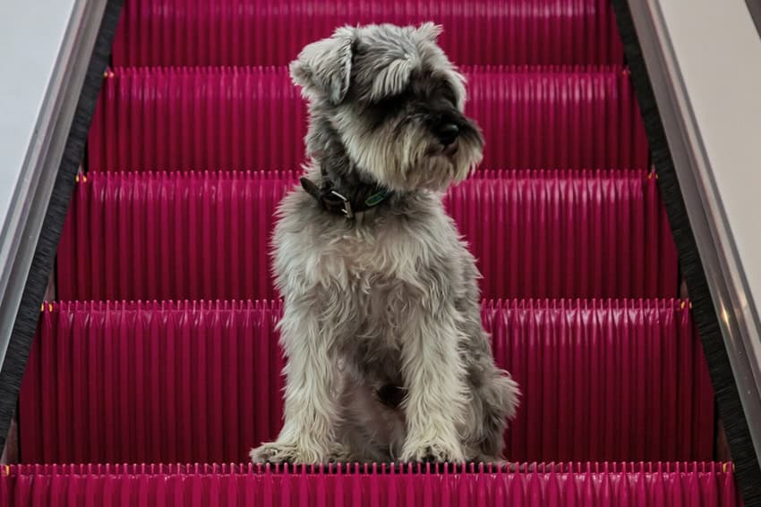 Mexico City’s most paw-some pet hotels