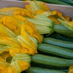 Fresh yellow squash blossoms attached to green zucchini, a staple ingredient for the best winter Mexican vegetable recipes like quesadillas de flor de calabaza.