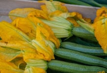 Fresh yellow squash blossoms attached to green zucchini, a staple ingredient for the best winter Mexican vegetable recipes like quesadillas de flor de calabaza.
