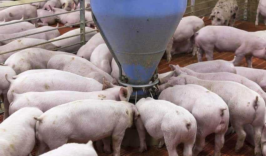 pig farm in Yucatán