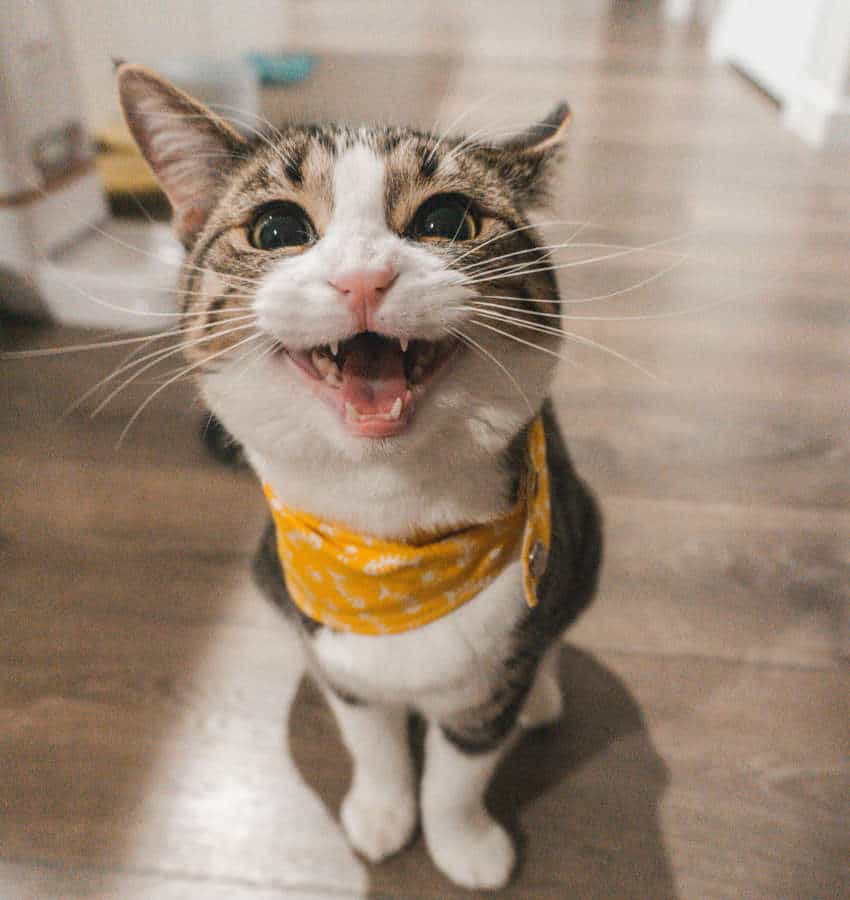 A happy tabby cat wearing a yellow fish-patterned bandana, meowing at the camera.