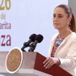 President Sheinbaum at her morning press conference