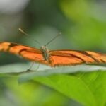 Mariposario Jardín Mágico