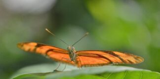 Mariposario Jardín Mágico