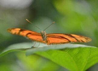 Mariposario Jardín Mágico