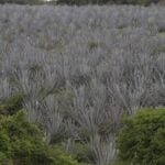 agave plants
