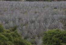 agave plants