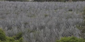 agave plants