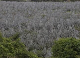 agave plants