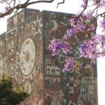 A branch of purple jacaranda blossoms hangs in front of the mural-covered UNAM library