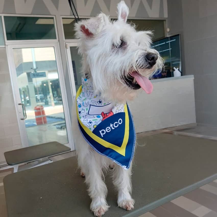 Petco bandana on dog