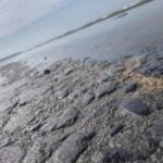 tar on a beach in Veracruz