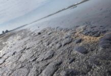 tar on a beach in Veracruz